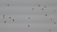Volvocaceae