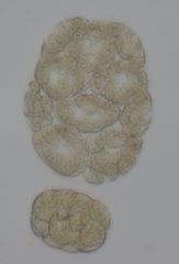 Volvocaceae