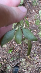 Coprosma foetidissima