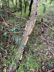 Cerrena zonata
