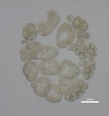 Volvocaceae