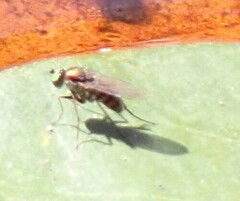 Plagioneurus univittatus