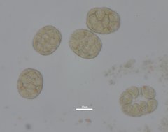 Volvocaceae
