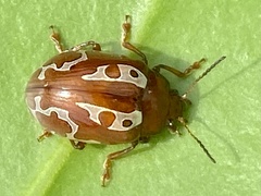 Erythrographa