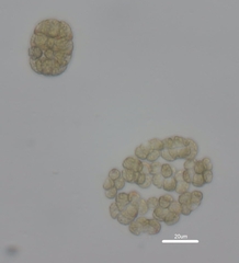 Volvocaceae