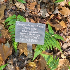 Dryopteris championii