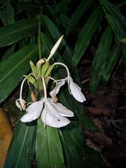 Hedychium