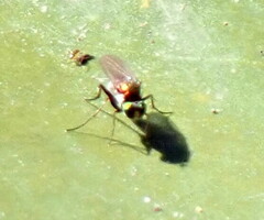 Plagioneurus univittatus