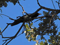 Pica nuttalli