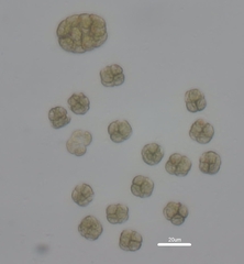 Volvocaceae