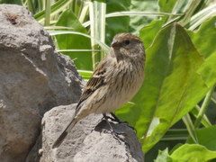 Catamenia analis