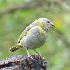 Sicalis flaveola