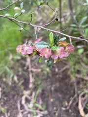 Dodonaea viscosa spatulata