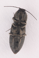 Cardiophorinae