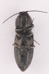 Cardiophorinae