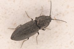 Cardiophorinae