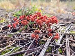 Crassula glomerata