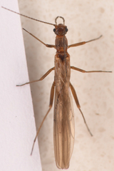 Leuctridae