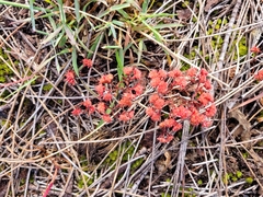 Crassula glomerata