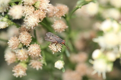 Anthomyia ochripes