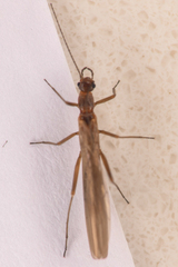 Leuctridae