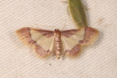 Idaea basinta