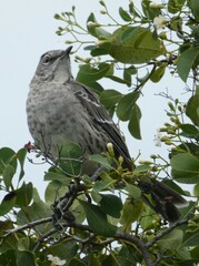 Mimus gundlachii