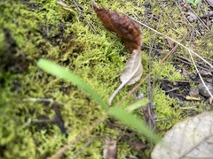 Thuidiopsis sparsa