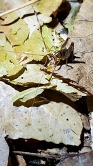 Ceuthophilus maculatus