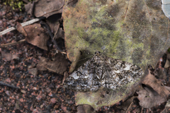 Alcis taiwanovariegata