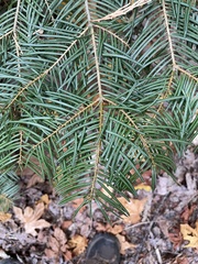 Abies concolor