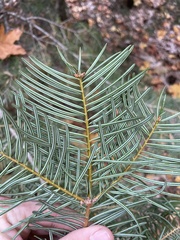 Abies concolor