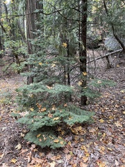 Abies concolor