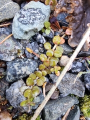Epilobium brunnescens