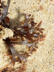 Chondrus