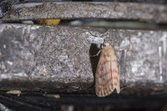 Nephelomilta pusilla