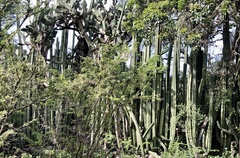 Lophocereus marginatus