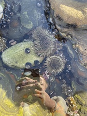 Anthopleura
