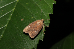 Pseudorthodes vecors