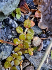 Epilobium brunnescens