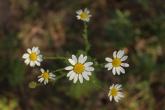 Anthemis cotula