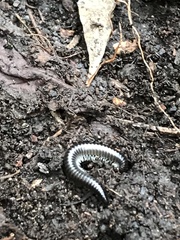 Ommatoiulus moreleti