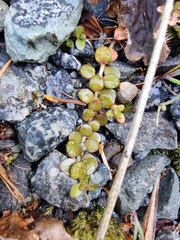 Epilobium brunnescens