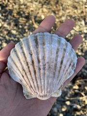 Pecten novaezelandiae