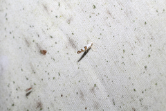 Argyresthia oreasella