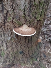 Ganoderma applanatum image