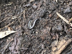 Ommatoiulus moreleti