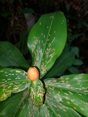 Costaceae