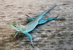 Anolis conspersus