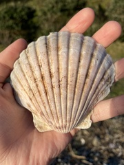 Pecten novaezelandiae